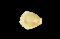 藏品(黃寶螺)的圖片